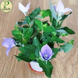 Платикодон Грандифлорус. Астра Блу (Platycodon. Astra Blue).. Киев. фото 1 Платикодон Грандифлорус. Астра Блу (Platycodon. Astra Blue).. Киев. фото 1