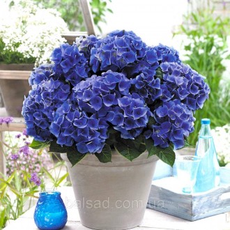 Гортензия Блю Бугивуги / Р17 / Hydrangea Blue Boogiewoogie. Балаклея. фото 1 Гортензия Блю Бугивуги / Р17 / Hydrangea Blue Boogiewoogie. Балаклея. фото 1