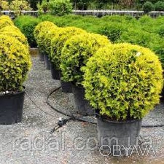 Туя западная Голден Глоб С2 (Thuja occidentalis Golden Globe)