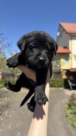 Продаж лабрадорів хлопчиків. . фото 3 Продаються лабрадори хлопчики , грайливі собачки уже шукають свій дім , дуже люб. . фото 3