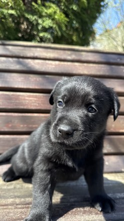 Продаж лабрадорів хлопчиків. . фото 5 Продаються лабрадори хлопчики , грайливі собачки уже шукають свій дім , дуже люб. . фото 5