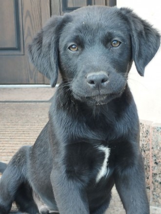Продаж лабрадорів хлопчиків. Ивано-Франковск. фото 1
