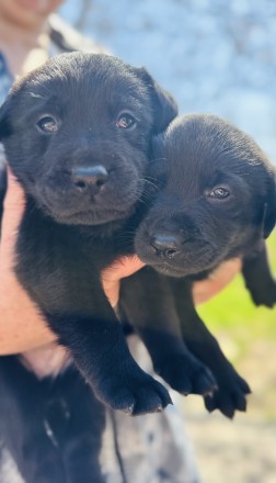 Продаж лабрадорів хлопчиків. . фото 4 Продаються лабрадори хлопчики , грайливі собачки уже шукають свій дім , дуже люб. . фото 4