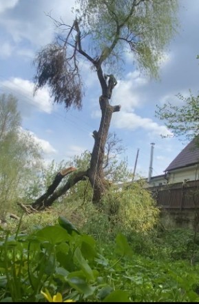 видаляємо дерева будь-якої складності. Черкаси. фото 1 видаляємо дерева будь-якої складності. Черкаси. фото 1
