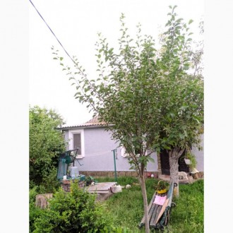 Продам Свой дом, 60 м2, г.Малая Виска Кировоградской области. Мала Виска. фото 1 Продам Свой дом, 60 м2, г.Малая Виска Кировоградской области. Мала Виска. фото 1
