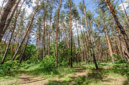 Сосновий ліс в подарунок.. . фото 6 І знову вас запрошую до мальовничого с. Микільське. Свіже лісове повітря, п`янки. . фото 6