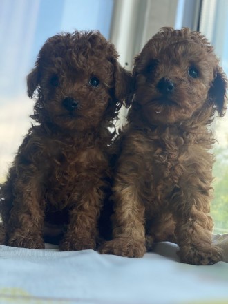 Пуделі. Дівчатка породи poodle toy. Ирпень. фото 1 Пуделі. Дівчатка породи poodle toy. Ирпень. фото 1
