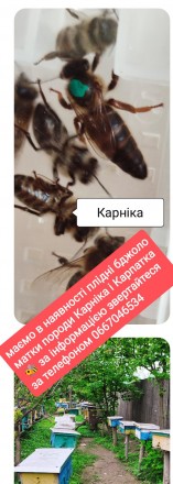 Продам плідні бджоломатки Карніка. Виноградів. фото 1 Продам плідні бджоломатки Карніка. Виноградів. фото 1