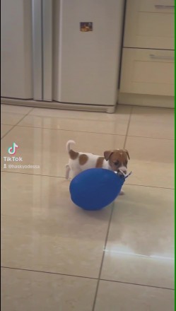 Джек Рассел Тер'єр, цуценя, Одеса., (Jack Russell Terrier, puppy, Odesa.). . фото 3 Цуценята
Джек Рассел Тер'єр!
Три дівчинки.
Дата народження 15. 04. 2025
. . фото 3