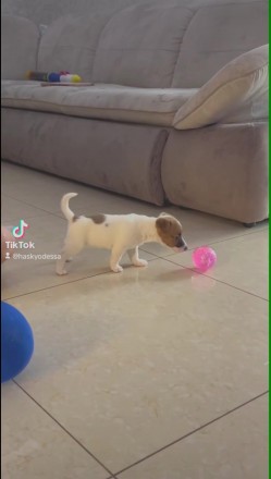 Джек Рассел Тер'єр, цуценя, Одеса., (Jack Russell Terrier, puppy, Odesa.). . фото 5 Цуценята
Джек Рассел Тер'єр!
Три дівчинки.
Дата народження 15. 04. 2025
. . фото 5