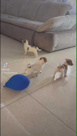 Джек Рассел Тер'єр, цуценя, Одеса., (Jack Russell Terrier, puppy, Odesa.). . фото 4 Цуценята
Джек Рассел Тер'єр!
Три дівчинки.
Дата народження 15. 04. 2025
. . фото 4