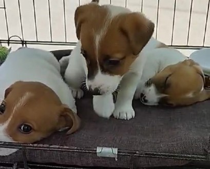 Джек Рассел Тер'єр, цуценя, Одеса., (Jack Russell Terrier, puppy, Odesa.). . фото 2 Цуценята
Джек Рассел Тер'єр!
Три дівчинки.
Дата народження 15. 04. 2025
. . фото 2