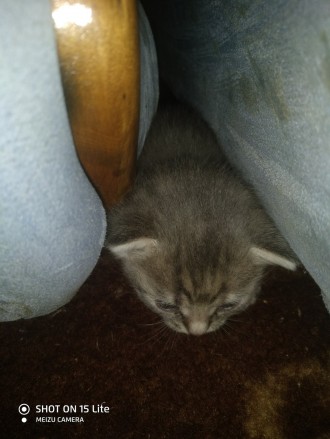 котенок. Днепр. фото 1