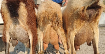 Продам кози.Київська область. Київ. фото 1 Продам кози.Київська область. Київ. фото 1