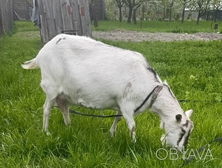 Продається безрога дійна коза. Житомирська область, м. Звягель