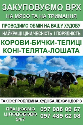Закупивля ВРХ та коні на мясо. Київ. фото 1 Закупивля ВРХ та коні на мясо. Київ. фото 1