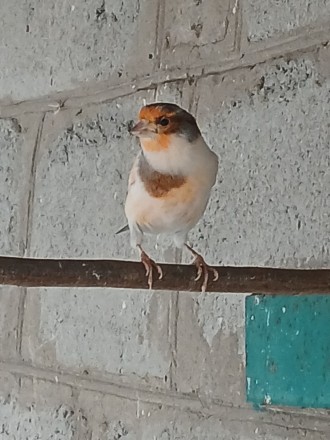 Самцы канареек разных окрасов распетые от 1 тыс,вольерного содержания.... . фото 12