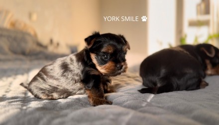 Міні дівчинка йорк — Шоу-клас! Baby face + чемпіонські крові. . фото 7 Дуже гарна дівчинка від титулованих батьків, з документами КСУ (FCI), щепленнями. . фото 7