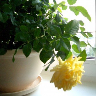 Горшок цветочный керамический 6 л. кашпо для роз вазон для цветов 2 шт. Київ. фото 1