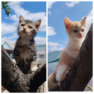 Віддам у добрі руки кошенят. Запоріжжя. фото 1 Віддам у добрі руки кошенят. Запоріжжя. фото 1