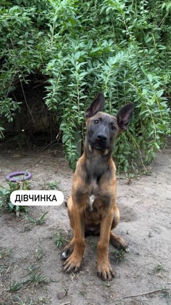 Цуценята малінуа (бельгійська вівчарка). Харків. фото 1 Цуценята малінуа (бельгійська вівчарка). Харків. фото 1