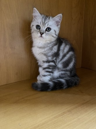 Скотиш страйт мраморный на сріблі. Харьков. фото 1 Скотиш страйт мраморный на сріблі. Харьков. фото 1
