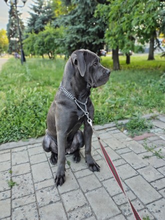 Продам щенка Кане Корсо. Харьков. фото 1 Продам щенка Кане Корсо. Харьков. фото 1