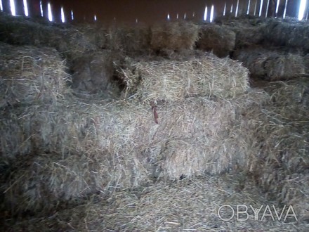Продам тюки сіна лугове різнотрав'я конюшини 2018р.