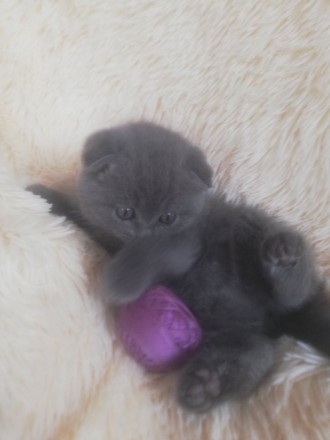 Продаються шотландські кошенята. Киев. фото 1 Продаються шотландські кошенята. Киев. фото 1