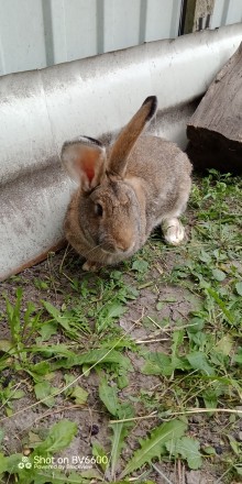Кролиця дозрівша для розведення, 7м, 5+кг.Кроли самчик 7м,4, 5кг.Вінницька обл. Вінниця. фото 1 Кролиця дозрівша для розведення, 7м, 5+кг.Кроли самчик 7м,4, 5кг.Вінницька обл. Вінниця. фото 1