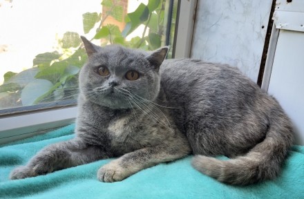 Британские кошки. Одесса. фото 1 Британские кошки. Одесса. фото 1