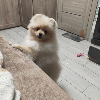 померанскій шпіц мішка. Днепр. фото 1