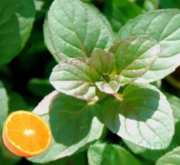 М'ята Апельсинова (Mentha piperita f. citrata 'Orange') ( саджанець). Онуфріївка. фото 1 М'ята Апельсинова (Mentha piperita f. citrata 'Orange') ( саджанець). Онуфріївка. фото 1