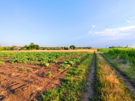 Ділянка з старим Будинком. Маркизовка. фото 1 Ділянка з старим Будинком. Маркизовка. фото 1