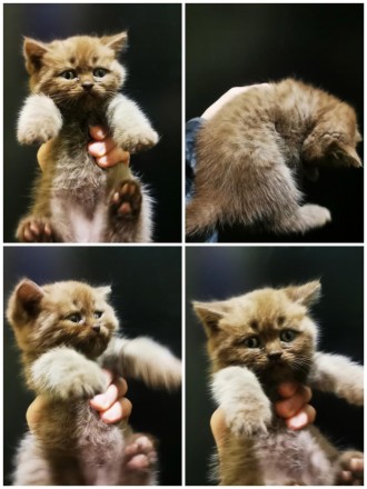 Не дорого! Породисті кошенята, Scottish Straight Scottish Tabby. Кременчуг. фото 1 Не дорого! Породисті кошенята, Scottish Straight Scottish Tabby. Кременчуг. фото 1