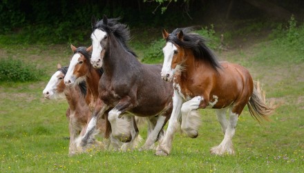 Фото открытка Могучие клайдесдальские лошади. Киев. фото 1