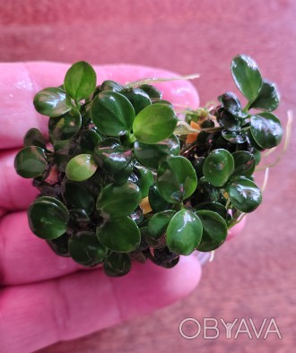 Анубиасы Мини Коин Anubias 'Mini Coin' Pangolino Green Tea'