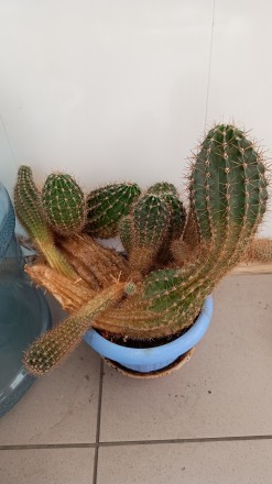 Продам 2 старі кактуси.. Київ. фото 1 Продам 2 старі кактуси.. Київ. фото 1