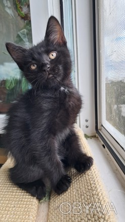 Чёрная девочка котёнок 2 месяца от папы прямоухого шотландца