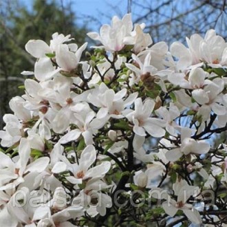 Магнолия Кобус / h 80-120 / Magnolia kobus. Балаклея. фото 1 Магнолия Кобус / h 80-120 / Magnolia kobus. Балаклея. фото 1
