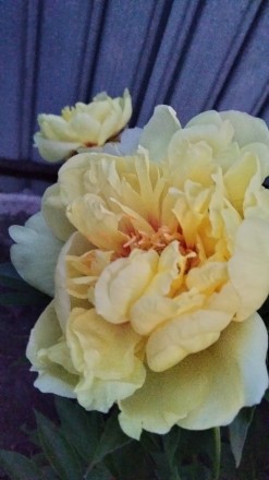 Продам корневища пиона жёлтого, цена зависит от размера от 300 до 700 грн.Цветок. . фото 7