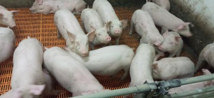 Продаж малих поросят реалізація, Генетика PIC. Чернігів. фото 1