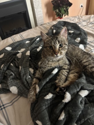 Отдам Котю в дом, негде жить, Срочно. Дніпро. фото 1 Отдам Котю в дом, негде жить, Срочно. Дніпро. фото 1