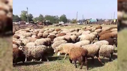 Продам баранину живою вагою. Кривой Рог. фото 1 Продам баранину живою вагою. Кривой Рог. фото 1