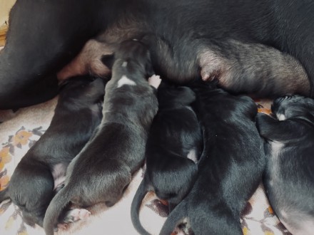 Бронь на щенков стаффа. Лебедин. фото 1