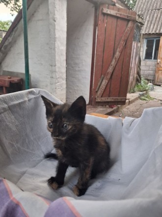 Віддам кошенят в добрі руки. . фото 2 Милые, Уличные котята. 2 девочки и 3 мальчика
Дружелюбные хвостики, ласковые,. . фото 2
