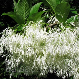 Хионантус Виргинский / h 30-40 / Chionanthus virginicus. Балаклія. фото 1 Хионантус Виргинский / h 30-40 / Chionanthus virginicus. Балаклія. фото 1