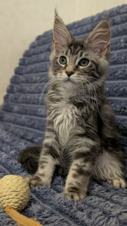 Продам котенка Мейн Кун. Днепр. фото 1 Продам котенка Мейн Кун. Днепр. фото 1