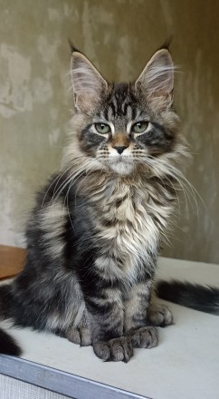 Продам котенка Мейн Кун девочка. Днепр. фото 1 Продам котенка Мейн Кун девочка. Днепр. фото 1