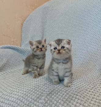 Шотландские котята. Запорожье. фото 1 Шотландские котята. Запорожье. фото 1